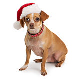 Chihuahua wearing santa hat 