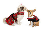 Chihuahua and ShihTzu Dressed for Christmas