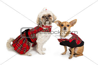 Chihuahua and ShihTzu Dressed for Christmas