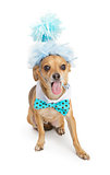 Chihuahua Dog With Party Hat and Tongue Out