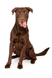 Chocolate Labrador Retriever With Tongue Out