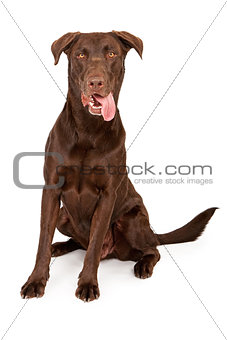 Chocolate Labrador Retriever With Tongue Out