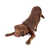 Chocolate Labrador Dog Bowing and Looking Up