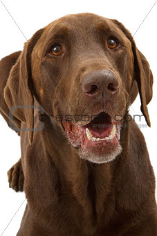 Chocolate Labrador Retriever Dog Closeup