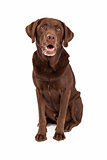 Chocolate Labrador Retriever Dog Sitting Looking Forward 