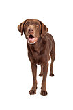 Chocolate Labrador Retriever Dog Standing and Looking Forward