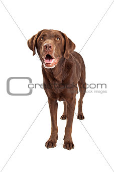 Chocolate Labrador Retriever Dog Standing and Looking Forward