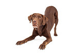 Chocolate Labrador Retriever Dog In Downdog Postion