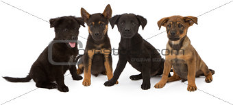 Four Chow and Shepherd Mix Puppies