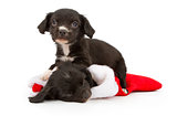 Two Christmas Puppies 