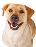 Close-up of a happy yellow Labrador Retriever Dog