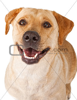 Close-up of a happy yellow Labrador Retriever Dog