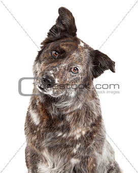 Closeup of Australian Shepherd Mix Breed Dog