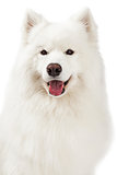 Closeup of Beautiful Samoyed Dog