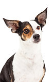Closeup of Chihuahua and Terrier Mixed Breed 