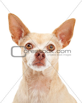 Closeup of Chihuahua Dog