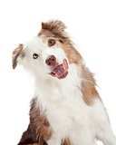 Closeup of Curious Border Collie Dog