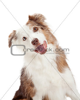 Closeup of Curious Border Collie Dog