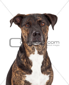 Closeup of Dog With Brindle Coat