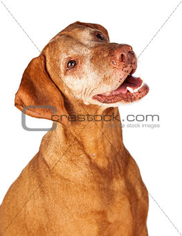 Closeup of Happy Vizsla Dog
