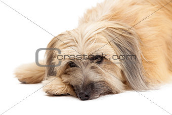Closeup of Sad Pyrenean Shepherd Dog