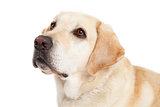 Closeup of Yellow Labrador Dog 