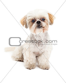 Curioius Maltese and Poodle Mix Dog Sitting