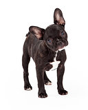 Curious And Attentive French Bulldog