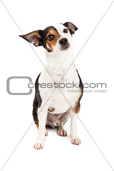 Curious Chihuahua and Terrier Mixed Breed Dog Sitting