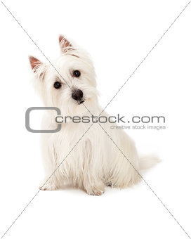  Curious West Highland Terrier Dog Sitting