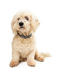 Curly White Poodle Dog Patiently Sitting