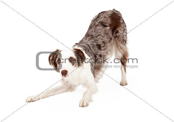 Cute Border Collie Dog Bowing