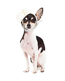 Cute Chihuahua Dog Sitting With Sailor's Hat