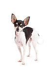 Cute Chihuahua Dog Standing