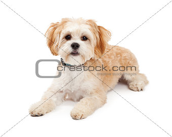 Cute Maltese Mix Breed Dog Laying