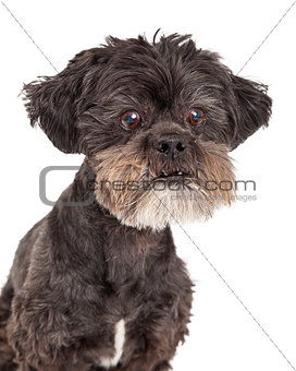 Cute Mixed Breed Small Dog Headshot