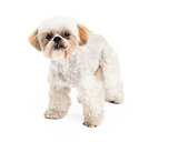 Cute Poodle and Maltese Mix Breed Dog Standing