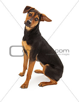 Cute Rescue Dog Mixed Breed