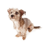 Cute Terrier Dog Sitting Looking Up