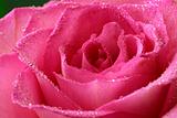 dew-kissed rose