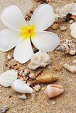 Shells in beach sand