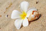 Shell & flower on a beach