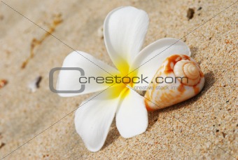 Shell & flower on a beach