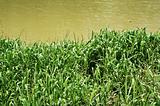 Wild Green Grass