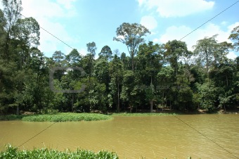 Tropical Forest And Lake