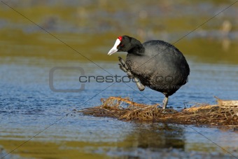 Redknobbed coot