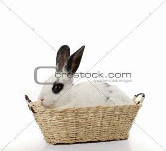cute rabbit in basket