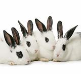 four rabbits