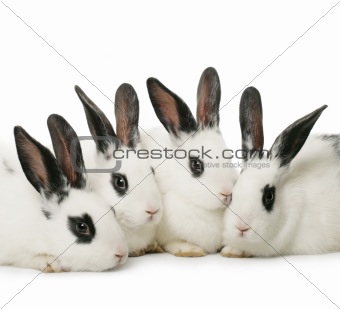 four rabbits