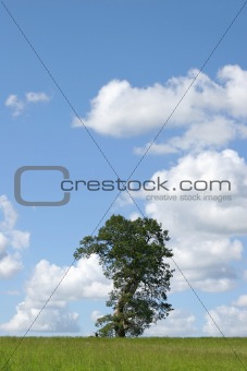 Oak Tree in Summer